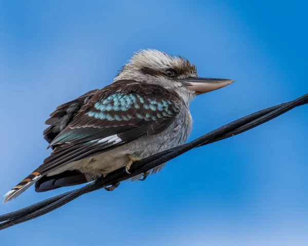 Australian Laughing Kookaburra Blue Sky Light Cloud Background Umina Beach — Stockfoto