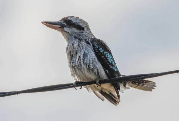 Australian Laughing Kookaburra Umina Beach Aan Central Coast Nsw Australië — Stockfoto