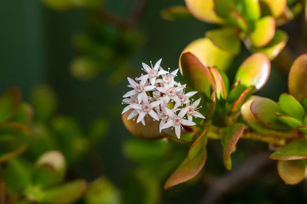 Jade plant with white flowers and pink centers