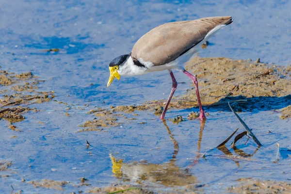 Masked Lapwing Bay Afternoon Light Woy Woy Australia — 스톡 사진