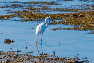 Little Egret in the bay in the noon light at Woy Woy, NSW, Australia.