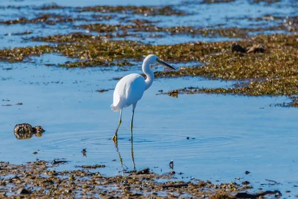 Little Egret Bahía Luz Tarde Woy Woy Nsw Australia — Foto de Stock