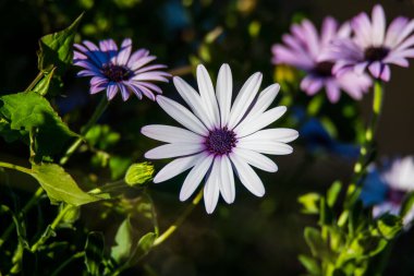 Avustralya, NSW 'nin merkez kıyısındaki Woy Woy Rıhtımı kıyısında mor Gazania çiçeği..