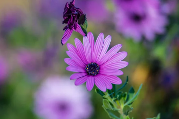 Purple Gazania Flower Banks Woy Woy Waterfront Central Coast Nsw — Stock Photo, Image