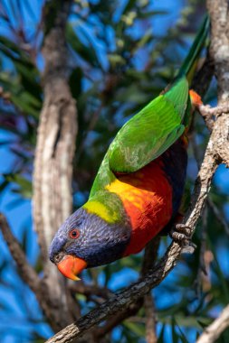 Woy Woy, NSW, Avustralya 'daki şişe fırçasında gökkuşağı Lorikeet.