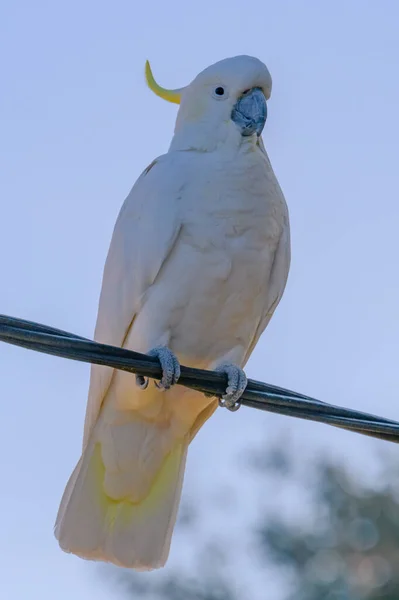 Cockatoo Crête Soufre Woy Woy Nsw Australie — Photo