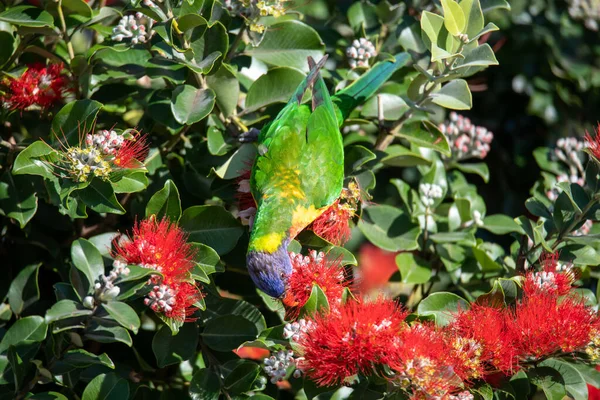 Rainbow Lorikeet Red Callistemon Shrub Umina Beach Central Coast Nsw — Fotografia de Stock