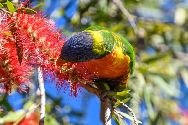 Rainbow Lorikeet Bottlebrush Tree Woy Woy Nsw Αυστραλία — Φωτογραφία Αρχείου