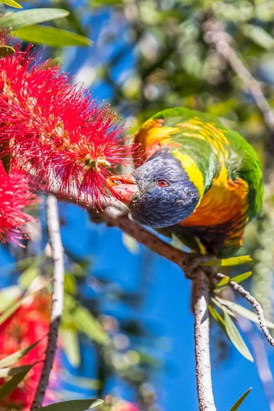 Rainbow Lorikeet Bottlebrush Tree Woy Woy Nsw Australia — Stock Photo, Image
