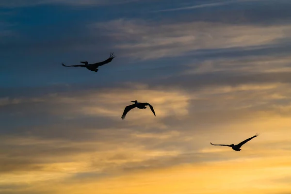 Закатное Небо Пеликанами Woy Woy Центральном Побережье Нового Южного Уэльса — стоковое фото