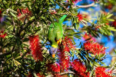 Woy Woy, NSW, Avustralya 'daki şişe fırçasında gökkuşağı Lorikeet.