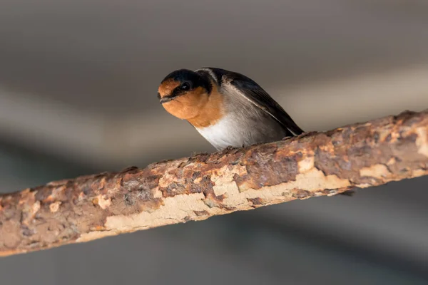 Welcome Swallow on rusted metal bar under the eaves at Umina Beach on the Central Coast, NSW, Australia.