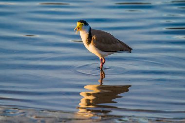 Maskeli Kanat, Woy Woy, NSW, Avustralya 'da Plover kuşu olarak da bilinir..