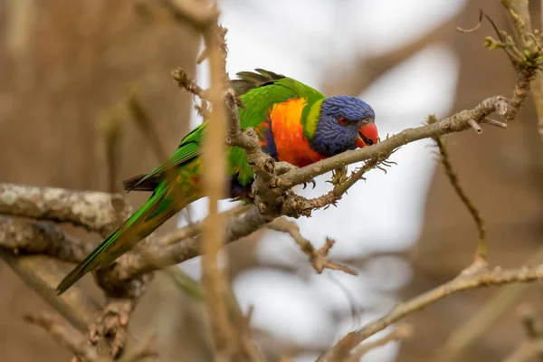 Rainbow Lorikeet Tree Woy Woy Nsw Australia — стокове фото
