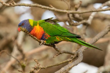 Gökkuşağı Lorikeet Woy Woy, NSW, Avustralya 'da bir ağaçta.
