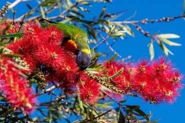 Woy Woy, NSW, Avustralya 'daki şişe fırçasında gökkuşağı Lorikeet.