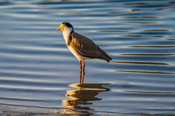 Masked Lapwing Nsw Woy Woy Plover Bird 도알려져 — 스톡 사진