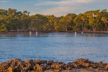 Avustralya, NSW 'nin merkez kıyısındaki Woy Woy rıhtımında pelikanlar ve mangrovlar..