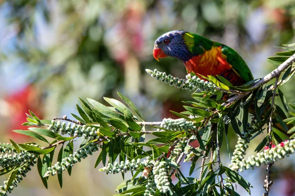 Rainbow Lorikeet Bottlebrush Tree Woy Woy Nsw Australia — Stock Photo, Image