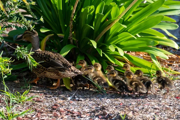 Stockente Und Entenküken Woy Woy Der Zentralküste Von Nsw Australien — Stockfoto