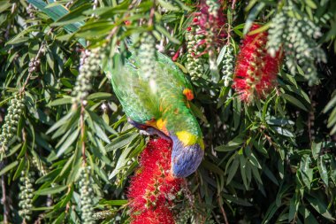 Woy Woy, NSW, Avustralya 'daki şişe fırçasında gökkuşağı Lorikeet.