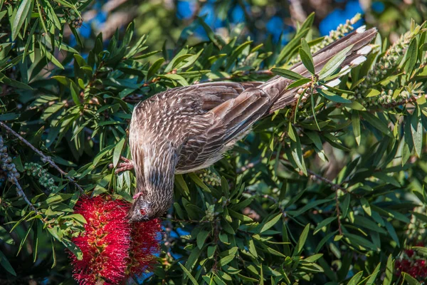 Red Wattlebird Největší Australských Honeyaters Těší Nektar Štětce Lahve Woy — Stock fotografie