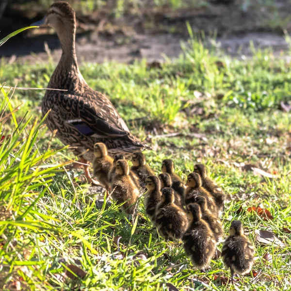 Mallard Duck Ducklings Woy Woy Central Coast Nsw Australia — Stock Photo, Image