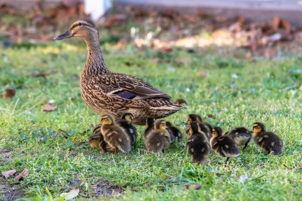 Mallard Duck Ducklings Woy Woy Central Coast Nsw Australia — стокове фото