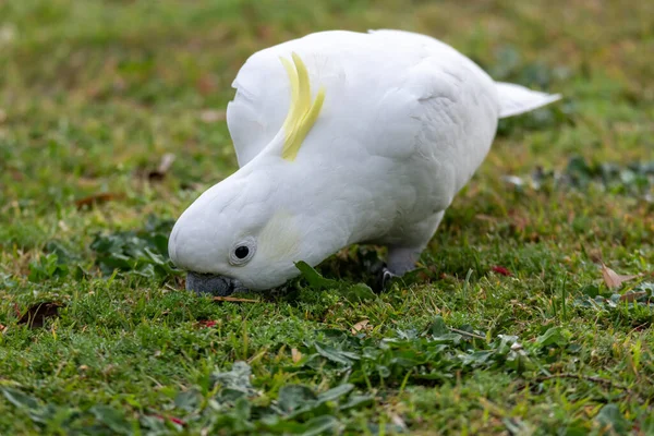 Cacatua Com Crista Enxofre Woy Woy Nsw Austrália — Fotografia de Stock