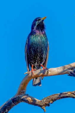 Orta Batı, NSW, Avustralya 'daki Blayney' de tüyleri siyaha boyanmış bir ağaç dalına tünemiş ortak bir Starling ve beyaz noktalı mor ve yeşil bir parıltı.