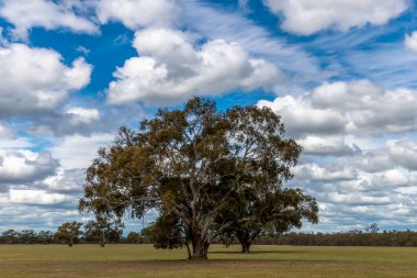 Kümülüs bulutları mavi öğleden sonra gökyüzünde sakız ağaçları ve Riverina, NSW, Avustralya 'daki manzara üzerinde.