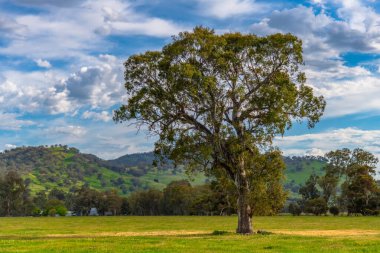 Huzurlu bir bahar sahnesi. - Riverina, NSW, Avustralya 'da bulutlar ve yeşil alanlar.