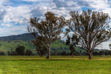 Huzurlu bir bahar sahnesi. - Riverina, NSW, Avustralya 'da bulutlar ve yeşil alanlar.