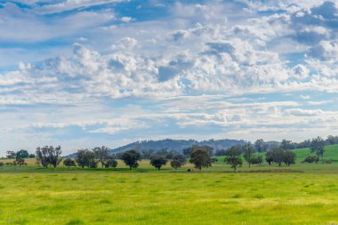 Huzurlu bir bahar sahnesi. - Riverina, NSW, Avustralya 'da bulutlar ve yeşil alanlar.