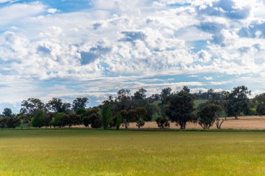 Huzurlu bir bahar sahnesi. - Riverina, NSW, Avustralya 'da bulutlar ve yeşil alanlar.