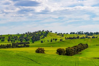 Huzurlu bir bahar sahnesi. - Riverina, NSW, Avustralya 'da bulutlar ve yeşil alanlar.