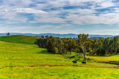 Huzurlu bir bahar sahnesi. - Riverina, NSW, Avustralya 'da bulutlar ve yeşil alanlar.