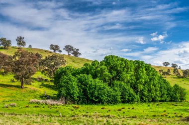 Huzurlu bir bahar sahnesi. - Riverina, NSW, Avustralya 'da bulutlar ve yeşil alanlar.