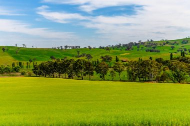 Huzurlu bir bahar sahnesi. - Riverina, NSW, Avustralya 'da bulutlar ve yeşil alanlar.
