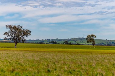 Huzurlu bir bahar sahnesi. - Riverina, NSW, Avustralya 'da bulutlar ve yeşil alanlar.