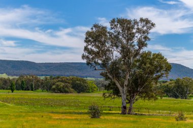 Riverina, NSW, Avustralya 'da Bulutlar, Ağaçlar ve Yeşil Alanlar