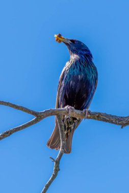 Orta Batı, NSW, Avustralya 'daki Blayney' de tüyleri siyaha boyanmış bir ağaç dalına tünemiş ortak bir Starling ve beyaz noktalı mor ve yeşil bir parıltı.