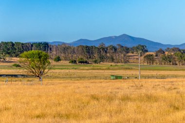 Güney Tabloları, NSW, Avustralya 'da Braidwood yakınlarında yaz aylarında kırsal alanlar ve otlaklar