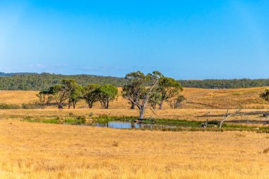 Güney Tabloları, NSW, Avustralya 'da Braidwood yakınlarında yaz aylarında kırsal alanlar ve otlaklar