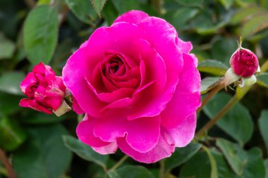 Güzel pembe güller bir Blayney bahçesini parlatıyor, Avustralya 'nın orta batısında tatlı bir renk dokunuşu..