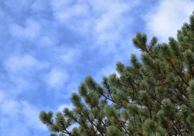 Güzel bulutlu gökyüzü ve çam yapraklarının manzarası, mavi gökyüzü manzarası, kapat.