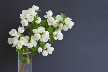 Vazodaki Yasemin çiçekleriyle Hayat.