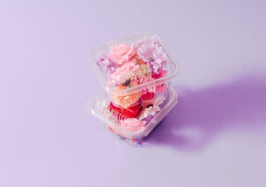 Bahar çiçeği kompozisyonu, eflatun arka planda plastik kutularda çiçekler. Asgari doğa kavramı.