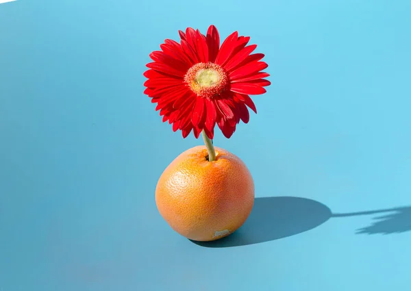 Turuncu bir greyfurttan büyüyen parlak kırmızı bir gerbera çiçeği. Asgari sağlıklı bahar konsepti.