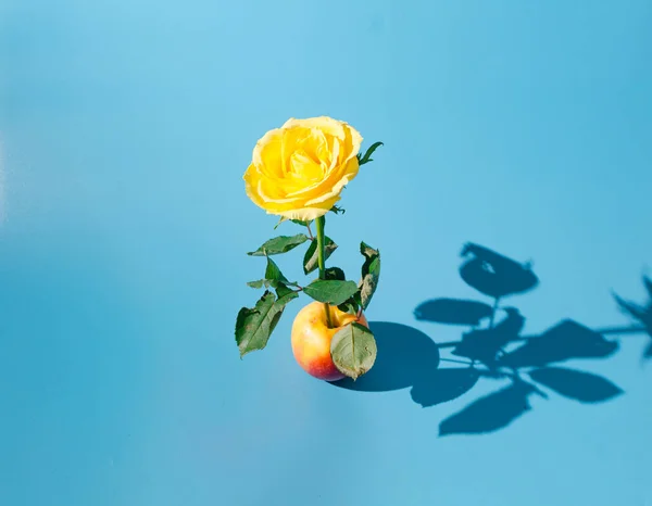 Sarı ve kırmızı bir elmadan büyüyen güzel sarı bir gül. Asgari bahar yaratıcı kavramı.